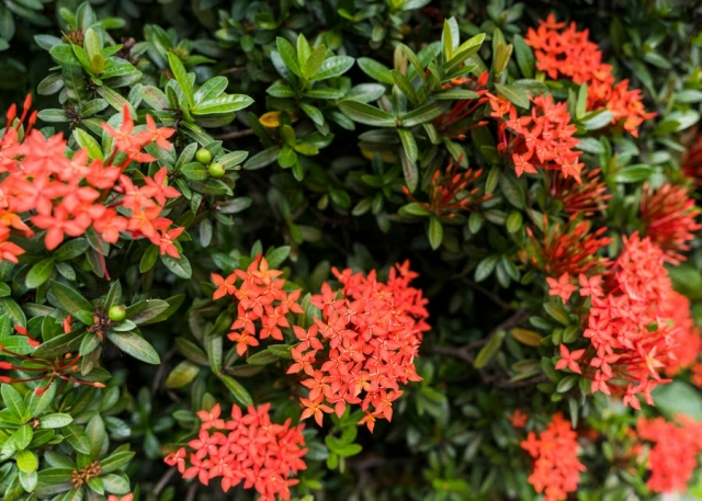 Top 10 Flower Gardening Ideas Perfect for Jaipur’s Weather