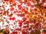 Why Japanese Maples Are a Must-Have for Pollinator-Friendly Gardens