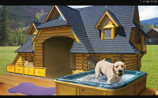 The Best Outdoor Dog Houses in Dubai for Summer 2025