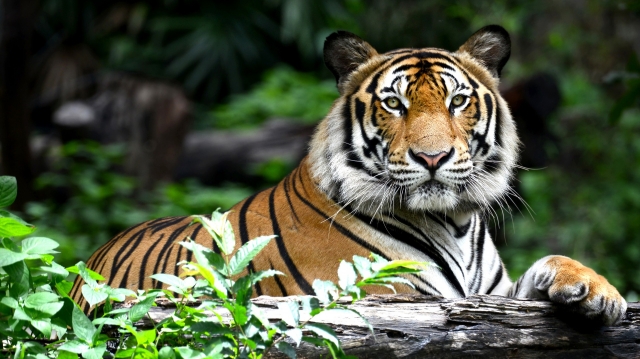 Are Ranthambore Tiger Resorts Worth the Price for Their Facilities?