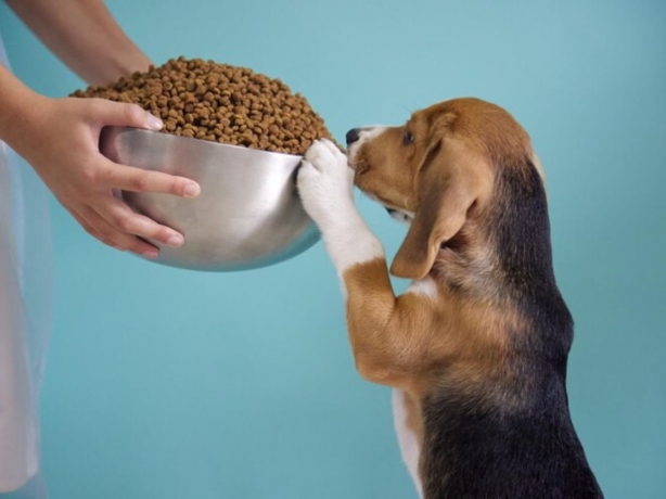 Next Level Dog Food Ingredients: What's Really Inside Your Dog’s Bowl?