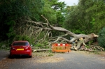 Debris Removal Service for Construction Sites, Storm Damage, and More