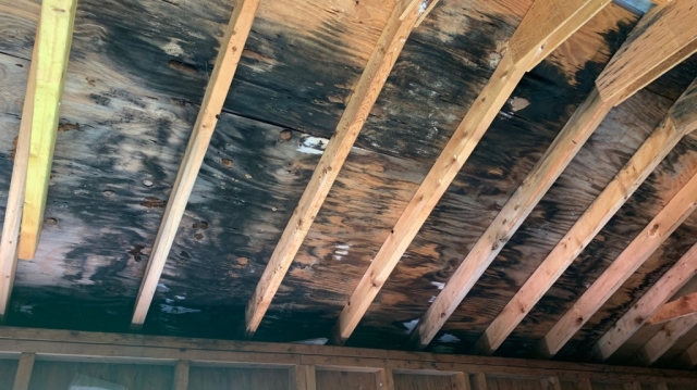 From Hidden Threat to Healthy Home: A True Mold Remediation Story