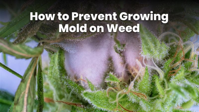 What Causes Mold on Weed & How to Prevent Growing Mold on Weed