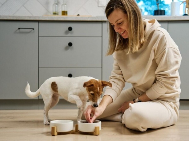 Next Dog Food: The Future of Canine Nutrition Is Here