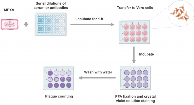Monkeypox Virus Neutralizing Antibody Test Services to Aid in Immune Response Assessment