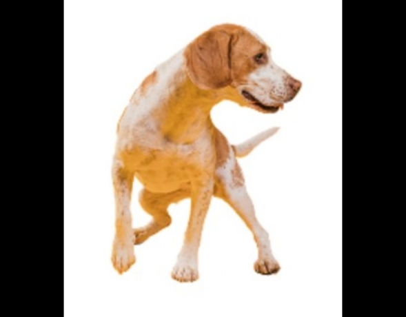 Expert Dog Walking Services for Your Pet's Health and Happiness