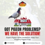 Effective Pest Control Services in Downpatrick: Your Guide to Insect Pest Control Solutions