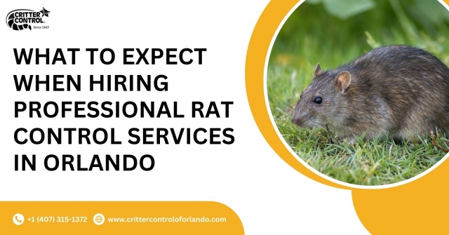 What to Expect When Hiring Professional Rat Control Services in Orlando