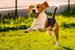 10 Tips to Keep Your Pet Happy and Healthy This Summer (2025)