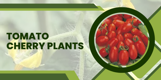 Cherry Tomato Care Guide | Australian Plants Online Advice