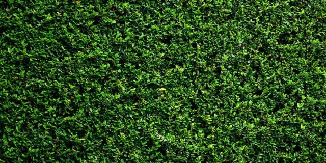 Green Wall Installation: Improve Air Quality and Aesthetics in Any Space