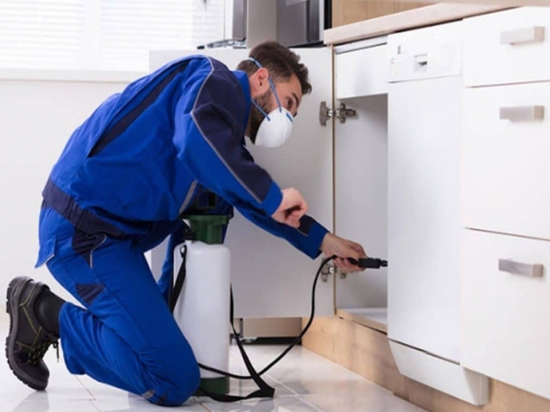 Effective Pest Control & Bed Bug Treatment Solutions in Pakistan – Safe & Guaranteed