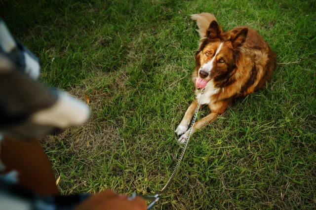 10 Dog Boarding and Training Benefits in One Trusted Location