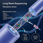 North America Long Read Sequencing Market Key Futuristic Trends and Opportunities by 2028