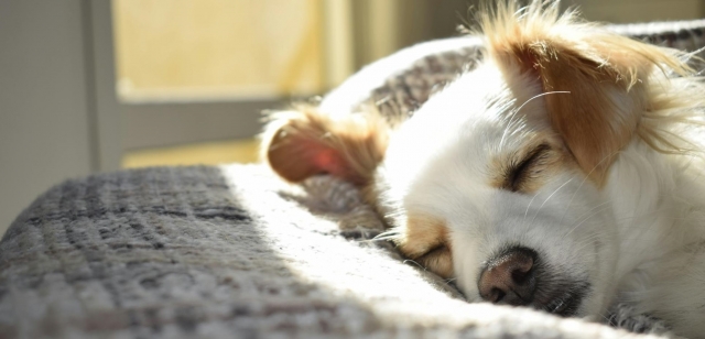 Qué hacer si tu mascota sufre una lesión durante el paseo