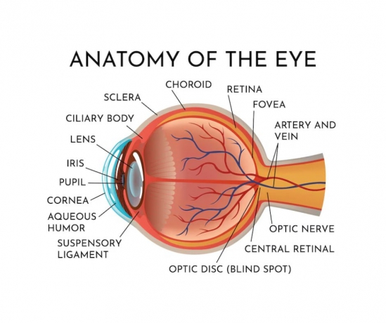 Top-Rated Retina Specialists in Wesley Chapel: Who to Trust with Your Vision