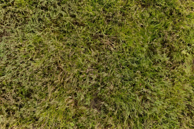 Why Your Grass Is Still Brown Even After Watering?