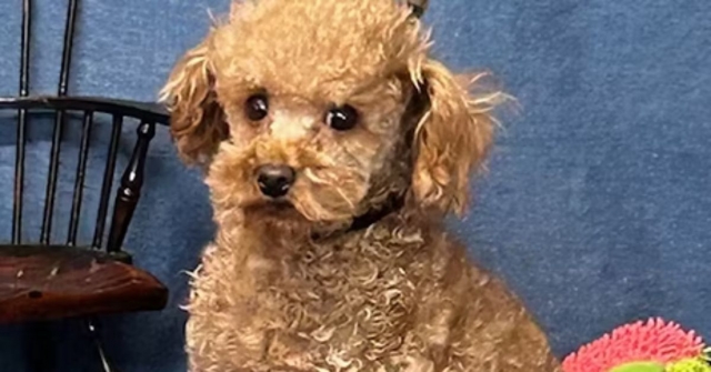 Behind the Popularity of Poodles in Texas: Temperament, Training, and More