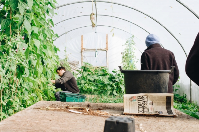 Gardening on a Budget: Creative Ideas for a Lush Landscape