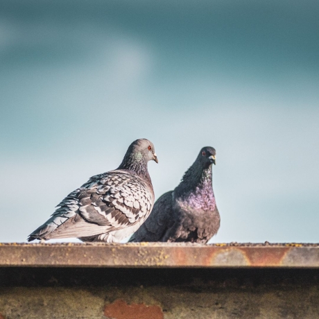 Expert Bird Removal Melbourne Services | Bird Control Melbourne
