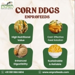Corn Feed Provider in India – Enpro Feeds