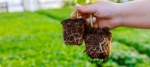 Nano Fertilizer Technology: The Future of Sustainable Agriculture