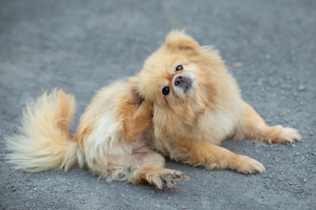Helping Dogs with Itchy Skin : Causes & Cures