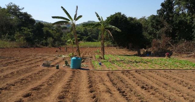 Innovating Agriculture: Soil-Free Systems Revolutionize Crops