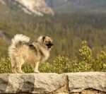Unleash the Adventure: Best Dog Hiking Service Verona Has to Offer