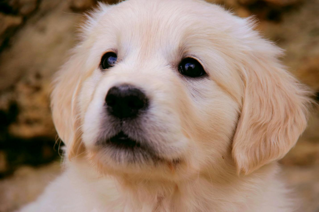 Addressing Separation Anxiety: How The Grand Paw Creates a Comfortable Environment for Anxious Dogs
