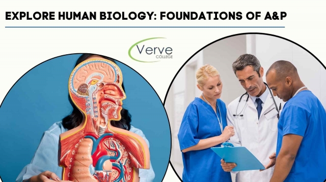 Explore Human Biology: Foundations of A&P