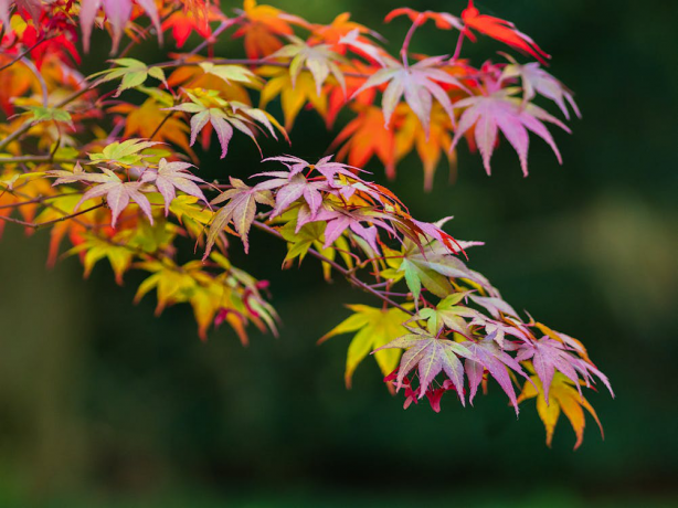 Did You Know? Fun Facts About Japanese Maples You Didn’t Expect