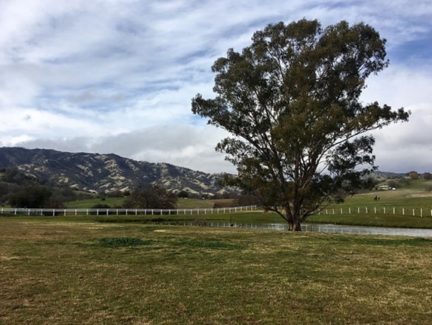 Why Horse Stables in California Are Ideal for Equestrian Training