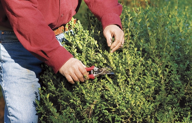 Bush Trimming: The Mystery to a More beneficial, Better-Looking Yard — Fueled by J & G Grass Care LLC