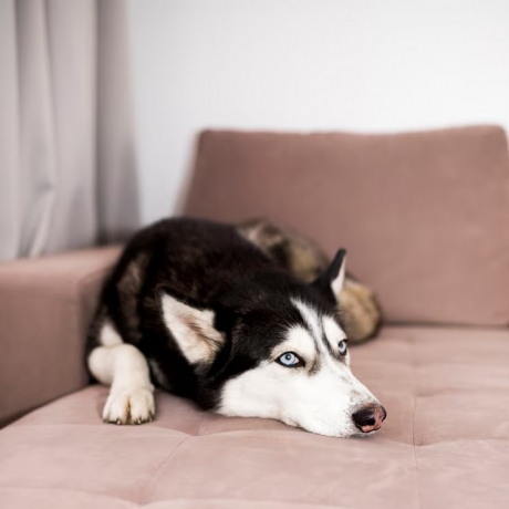 Essential Tips for Pet Safety and How to Identify Common Pet Toxicities
