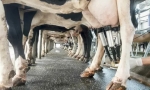 Bovine Mastitis Market Trends by Rising Dairy Demand