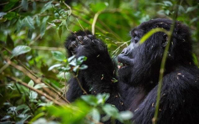 Best African Trips to Rwanda Uganda and Tanzania