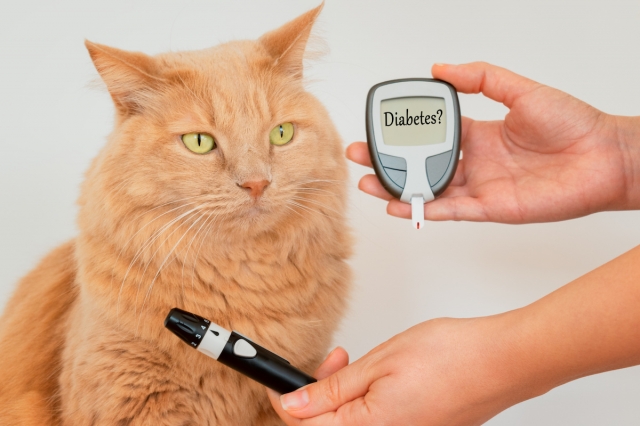 Innovative Diabetic Supplies that Make Managing Pet Diabetes Easier