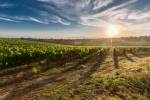 Best wine regions in Spain 