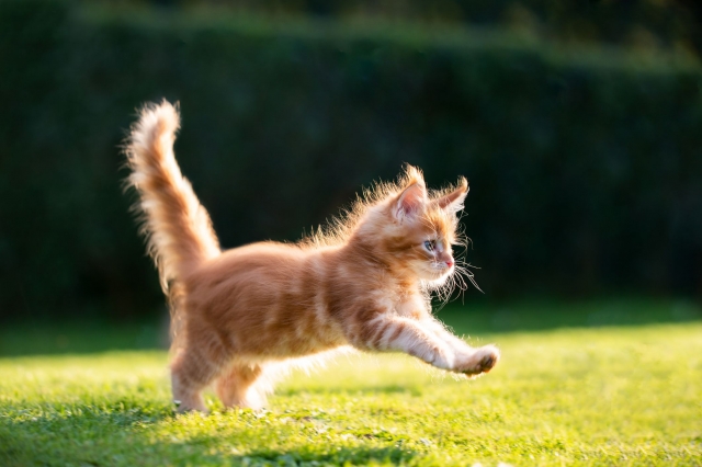Life with Siamese Cats: Complete Owner’s Guide