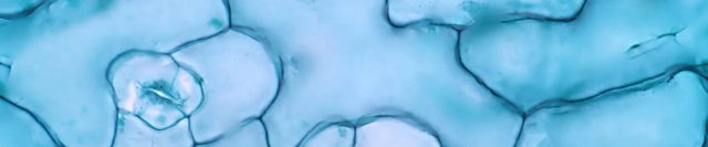 Anti Mycoplasma Series