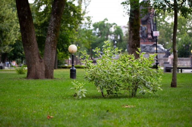 7 Benefits of Green Spaces for Mental Health