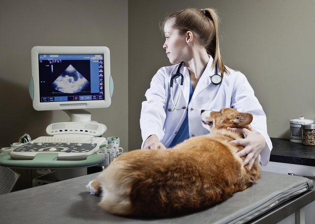 Animal Ultrasound Market is Estimated to Witness High Growth Owing to Increasing Livestock Health Monitoring Demand