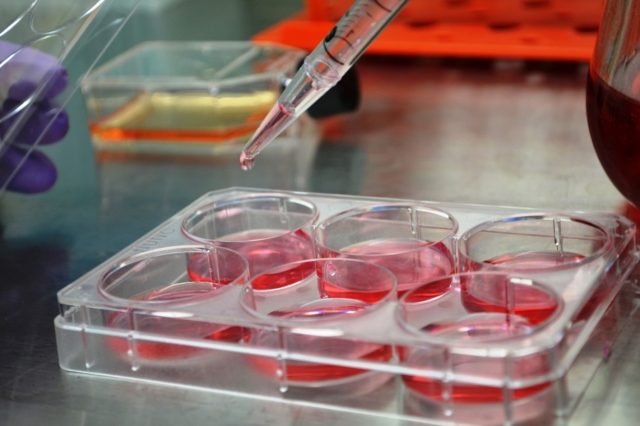 Primary Cell Culture Market to Witness Growth Owing to Drug Discovery