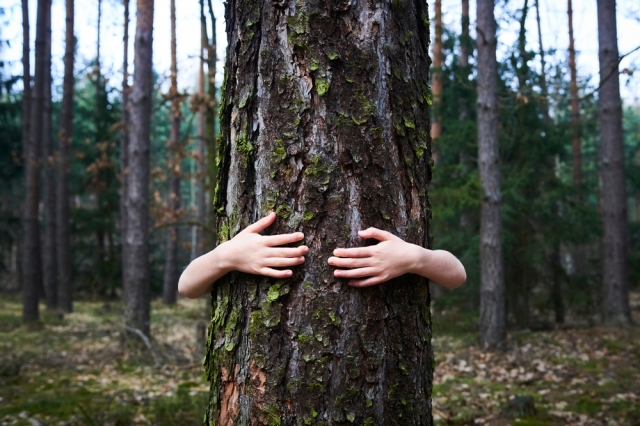 Arborist Reports for Construction Projects: Preserving Trees During Development