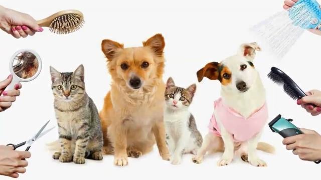 Global Mobile Pet Care Market Leads with On-Demand Convenience