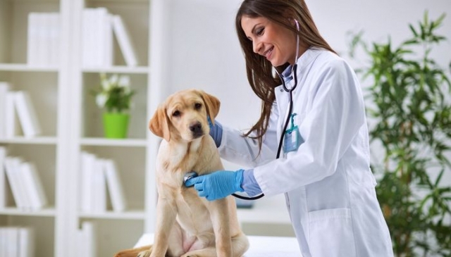 How Do You Scale Veterinary PCD Pharma Franchise in India?