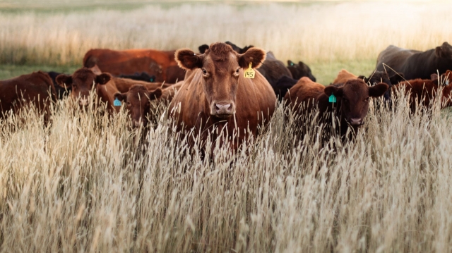 Japan vs. Australia: Global Battle for Wagyu Agriculture
