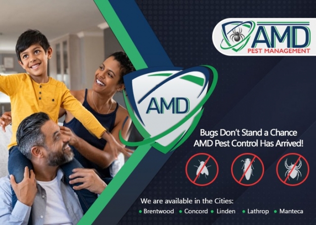 Homeowner’s Guide to Professional Ant Pest Control Services in 2025